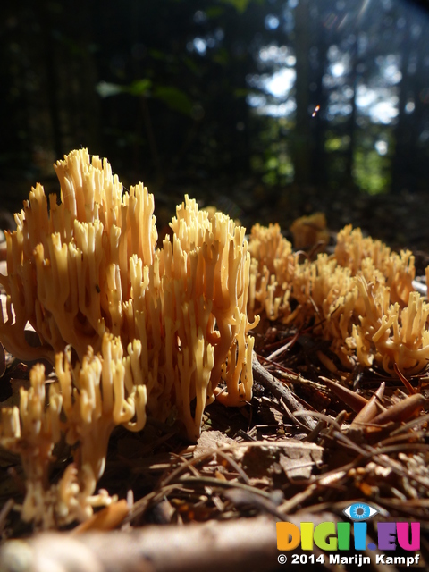 FZ008568 Strict-branch coral fungus (Ramaria stricta)